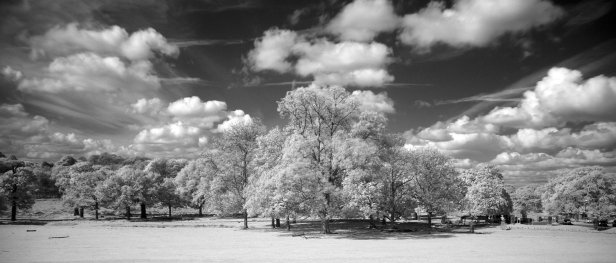 Infra Red Richmond Park